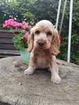 Cocker Spaniel Angielski