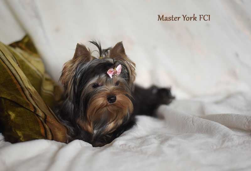Suczka Yorkshire Terrier z metryką ZKwP/FCI