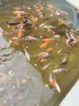 Karp koi butterfly 15-20cm zimujący