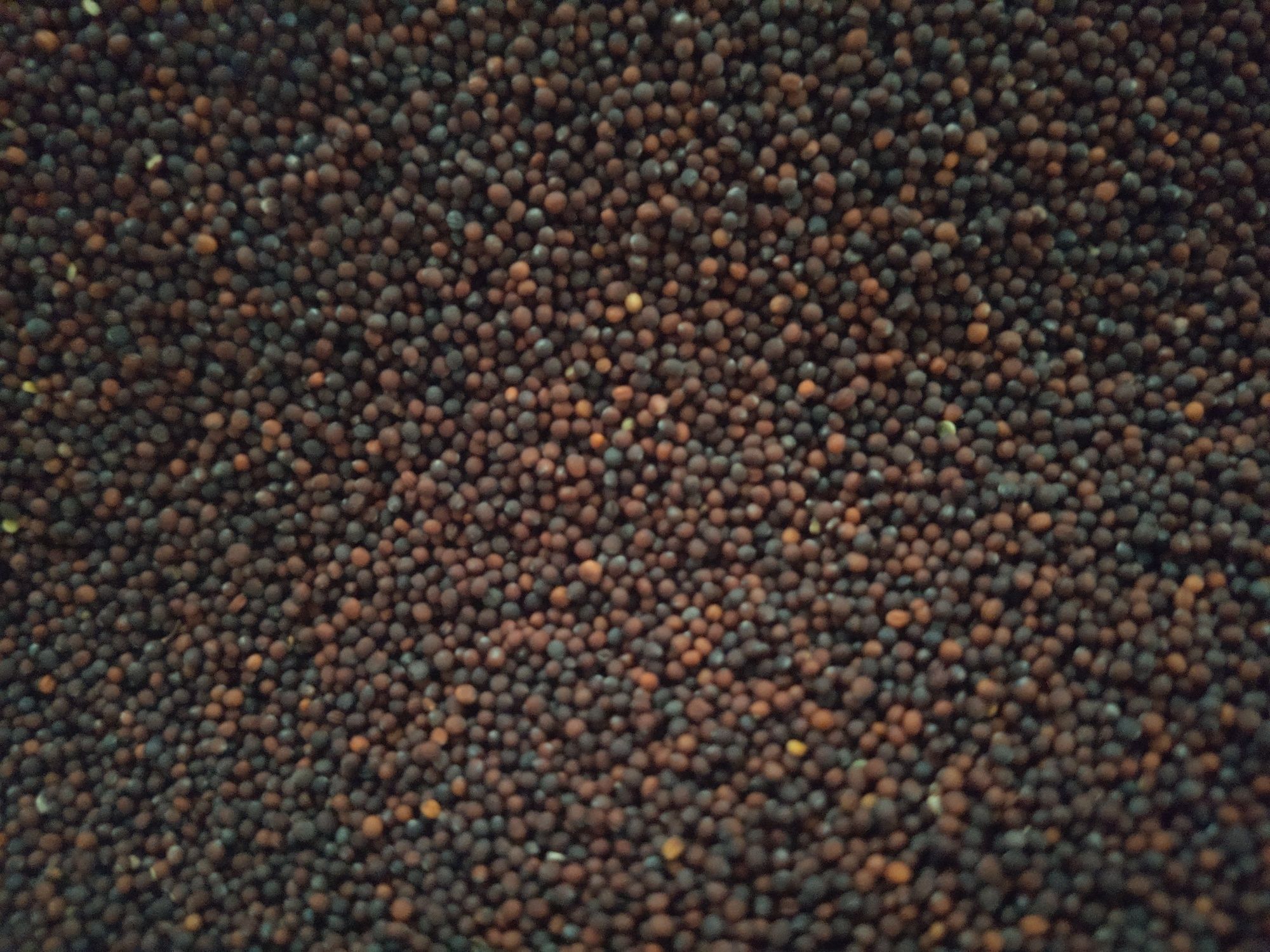 1 kg RZEPA Nasiona Poplon Pasza