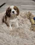 Cavalier King Charles Spaniel - uroczy piesek 8 tygodniowy