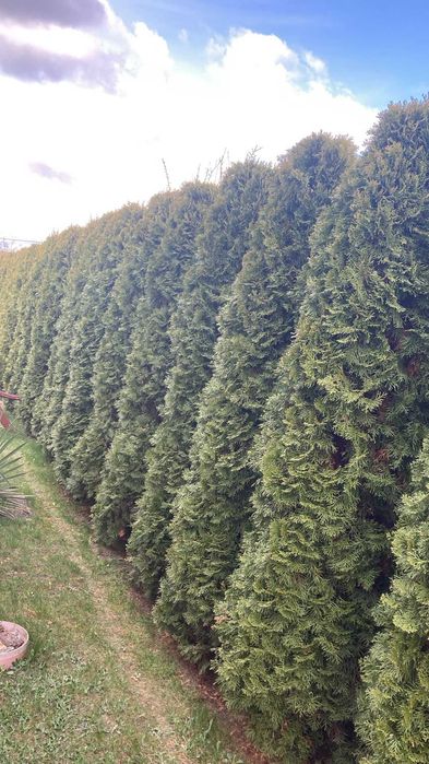 Sprzedam tuje, około 2,5 metra wysokości