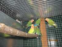 Vendo Agapornis Rosicolis