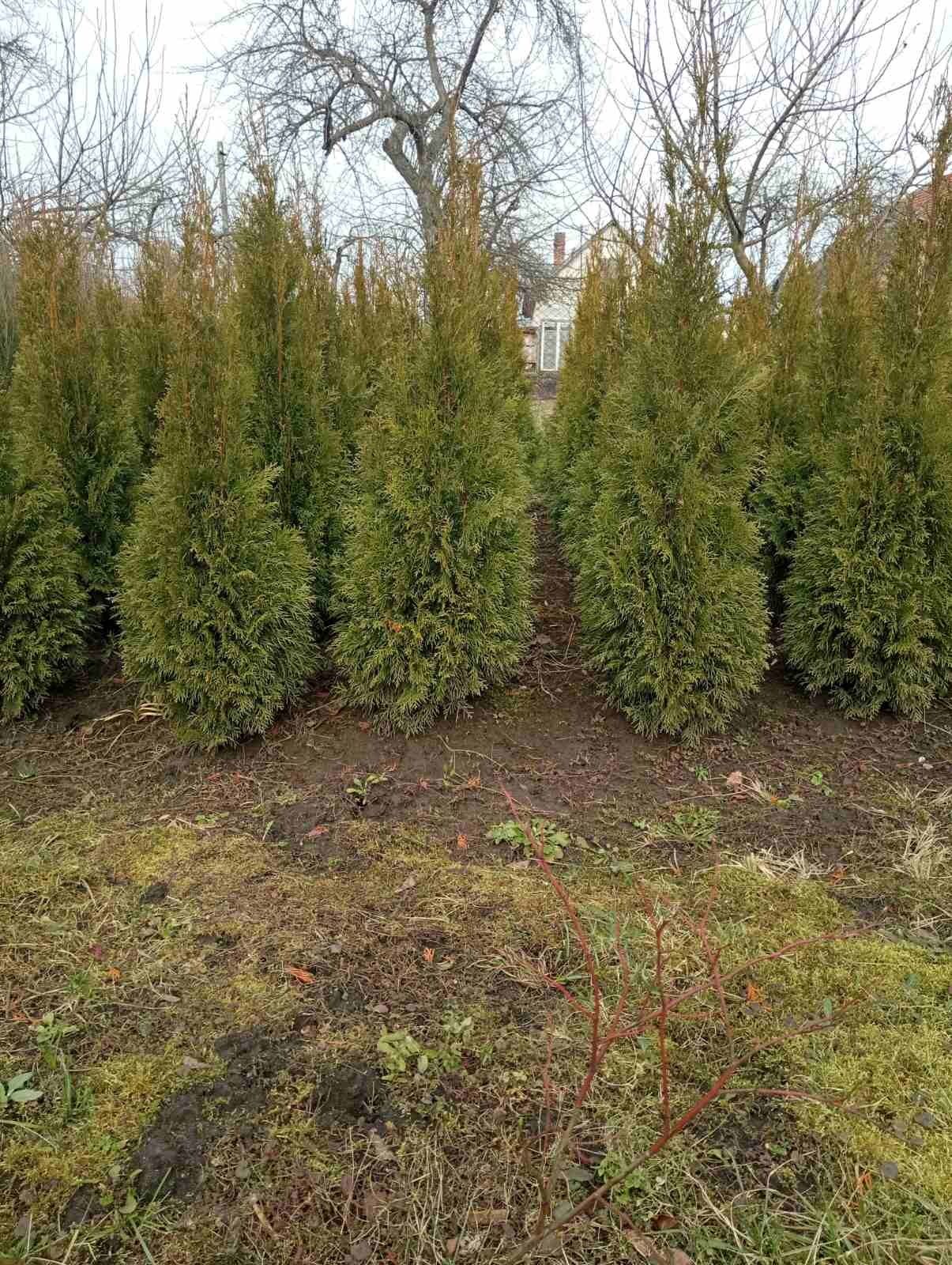 Туя Смарагд, ялівець скельний блюаро