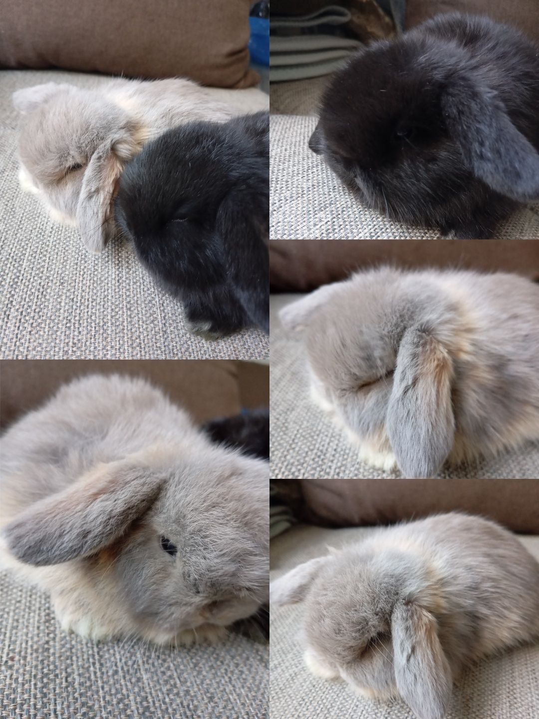 Króliczki mini-lopki
