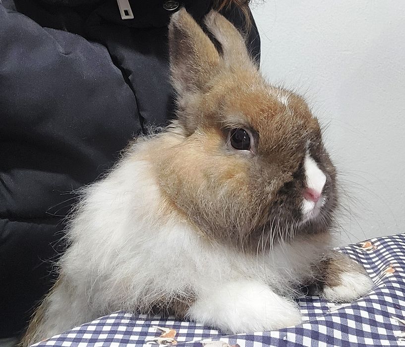 Coelho Angorá Anão