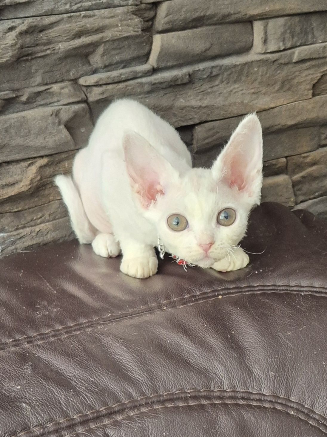 Koteczka Devon Rex FPL