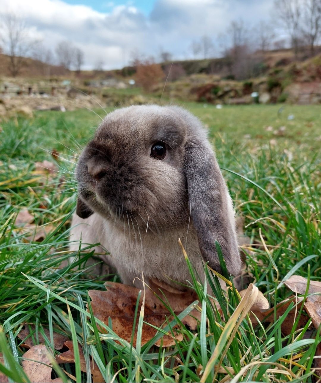 Królik Baranek Miniaturka MINI LOP