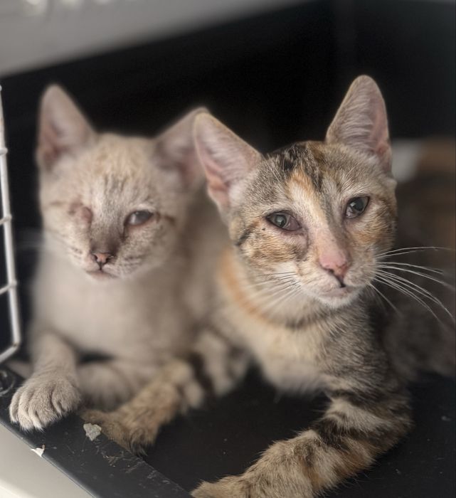 Duas gatas - para adoção