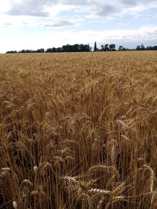 Продажа пшеницы 2025