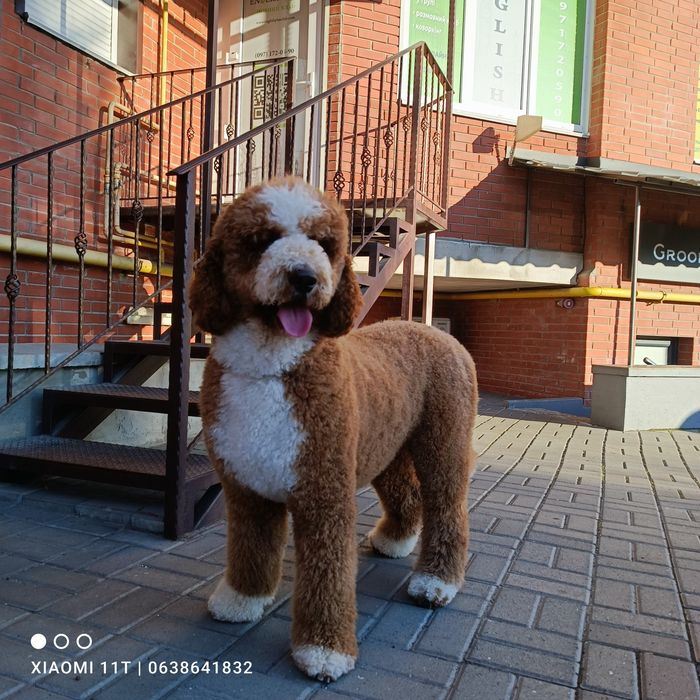 Вязка. Щенки королевского пуделя в Киеве.