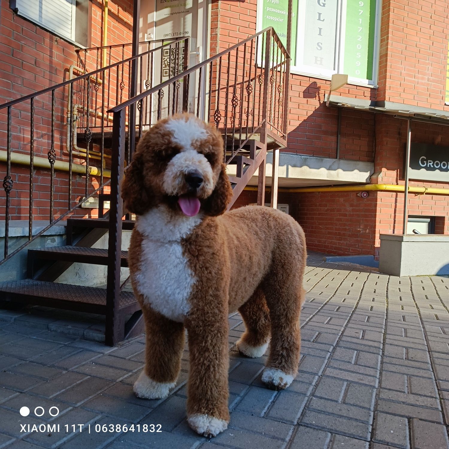 Щенки королевского пуделя в Киеве.