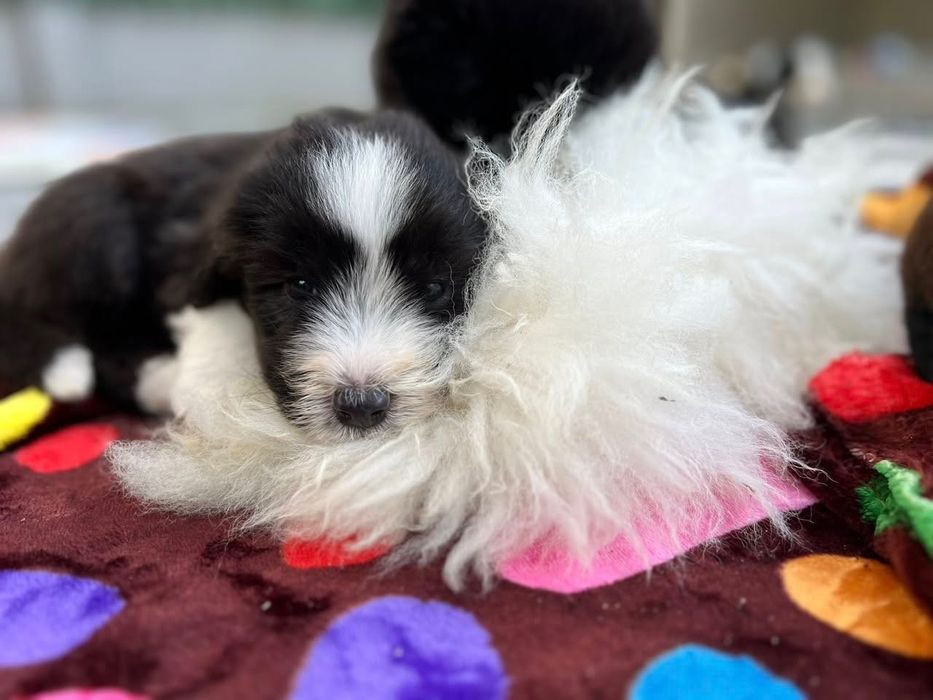 Bearded Collie FCI - suczka
