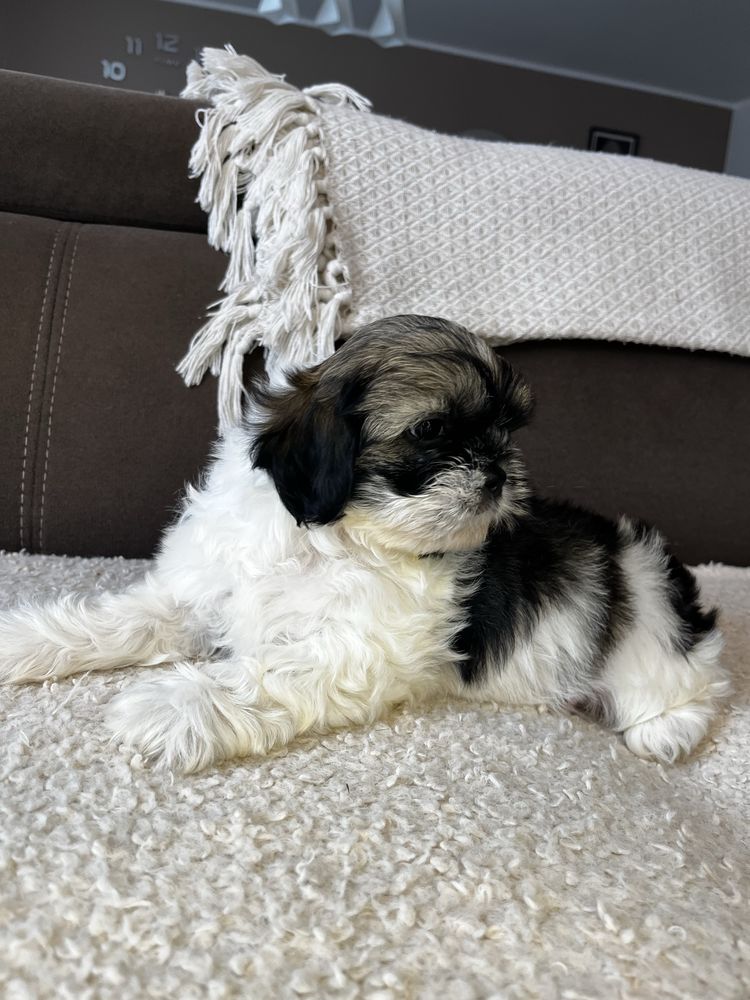 Urokliwy Piesek Shih Tzu Gotowy Do Odbioru