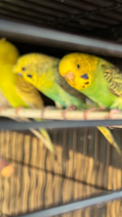 Lote 8 periquitos