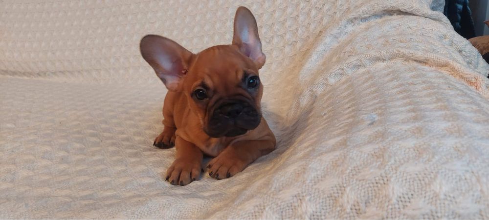 Szczeniak, buldog francuski, piesek