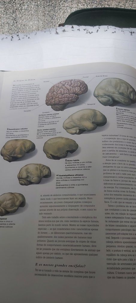 Enciclopédia Ilustrada "O AMANHECER DA HUMANIDADE: Os Primeiros Homens