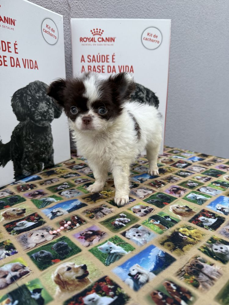 Lindissima Mini Menina chihuahua  pêlo longo