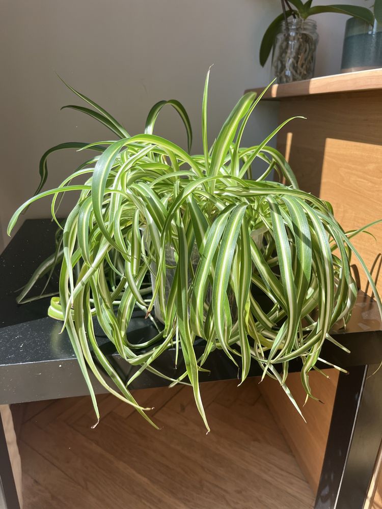 Chlorophytum Bonnie