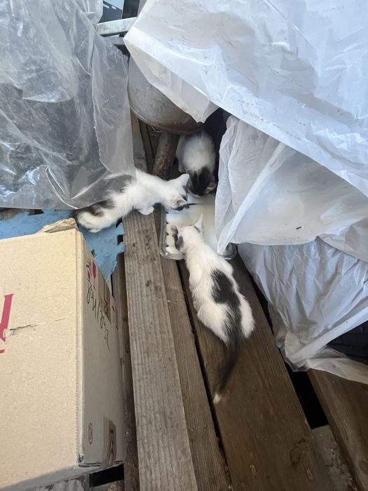 Віддам маленьких котяток