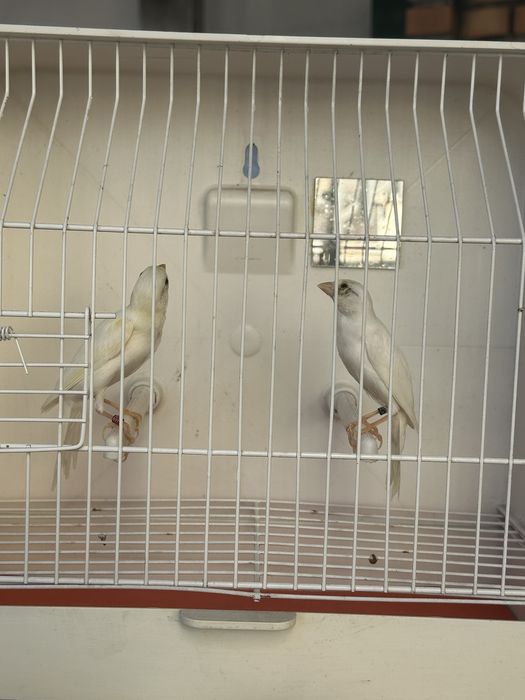 Canarios hoso japones