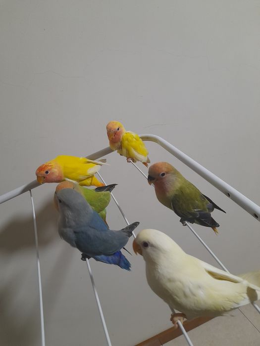 Agapornis muito meiguinhos