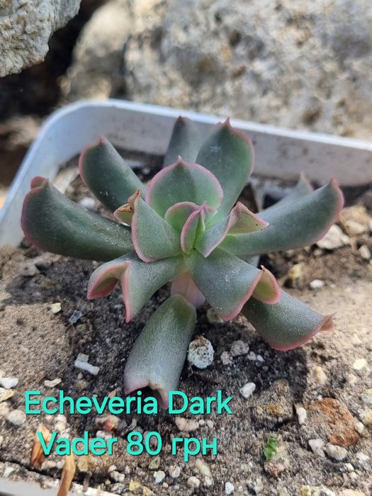 Сукуленти echeveria