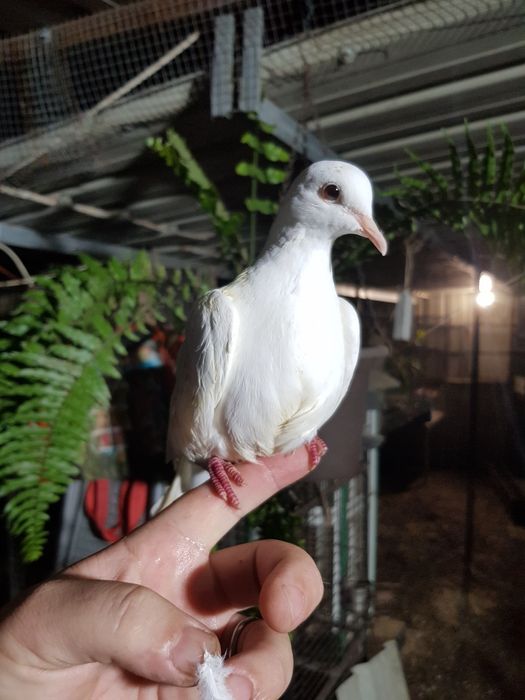 Rolas brancas muito doceis