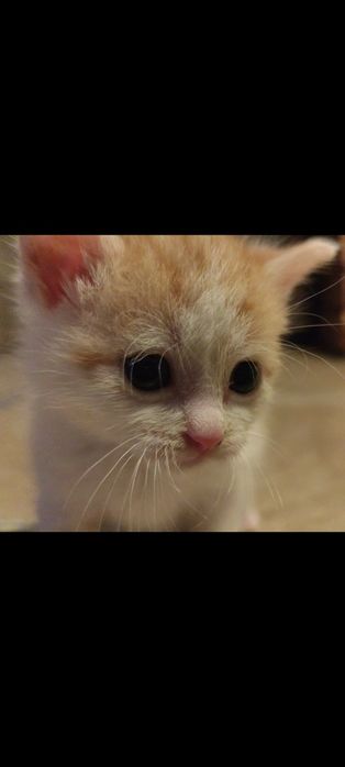 Dwa maluszki szukają wspólnego domku