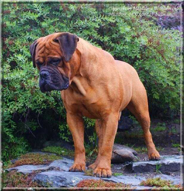 Bullmastiff - zapowiedź miotu