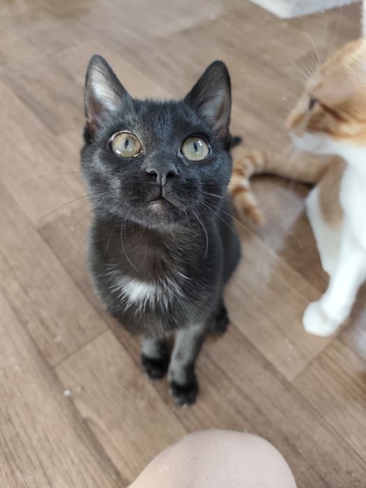 Pokochaj czarną Mambusię