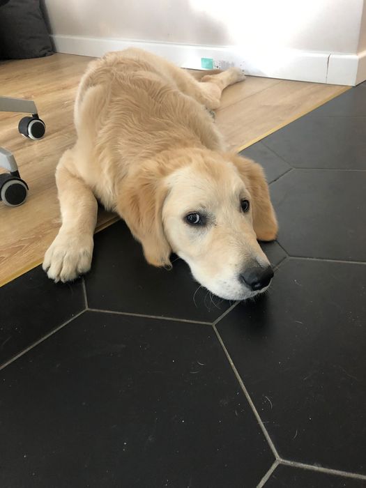 Szczeniak Golden Retriver