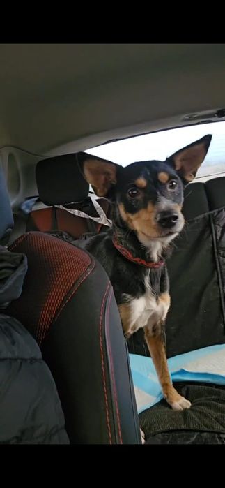 Suczka do adopcji za darmo