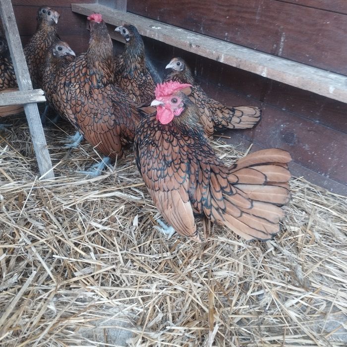 Selebrytki kurki ozdobne