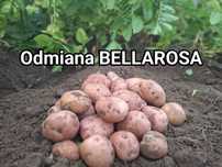 Ziemniaki młode pyszne i zdrowe odmiana BELLAROSA, SURMIA kartofle