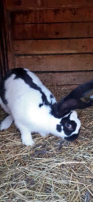 Króliki samce i samiczk na sprzedaż i