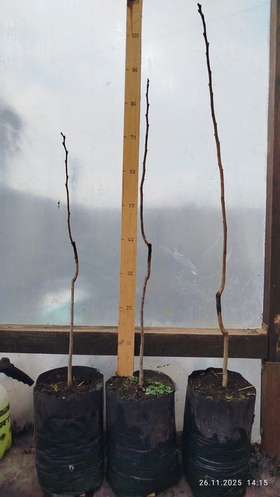 Саженцы хурмы с ЗКС.