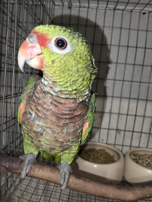 Disponível papagaios amazonas criados á mão
