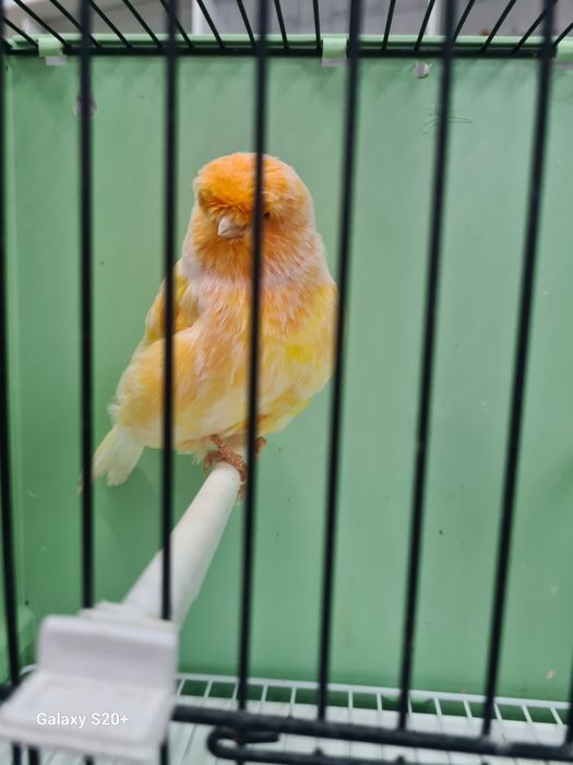 Canários Norwich Machos