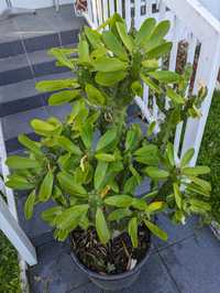 Cato Euphorbia 90cm