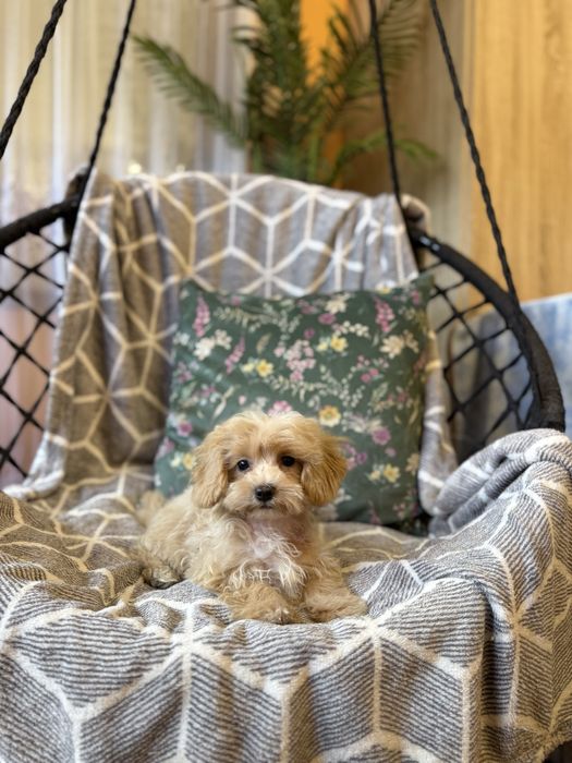 Maltipoo sunia F1 apricot biszkoptowa maltańczyk pudel dziewczynka