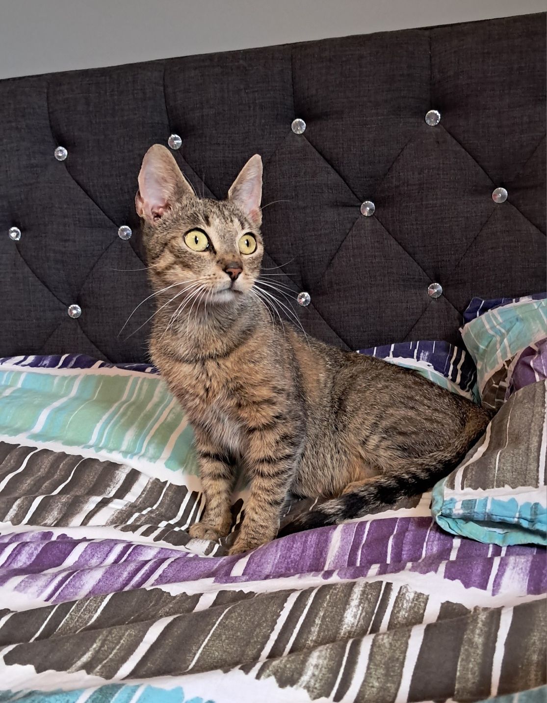 Freya, 1,5 roczna koteczka szuka domku