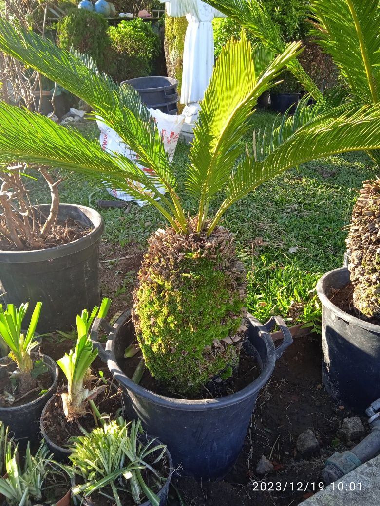 Sycas  para desocupar