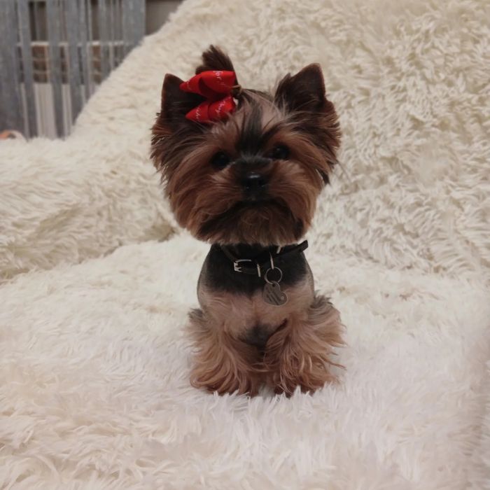 Йоркширский терьер вязка