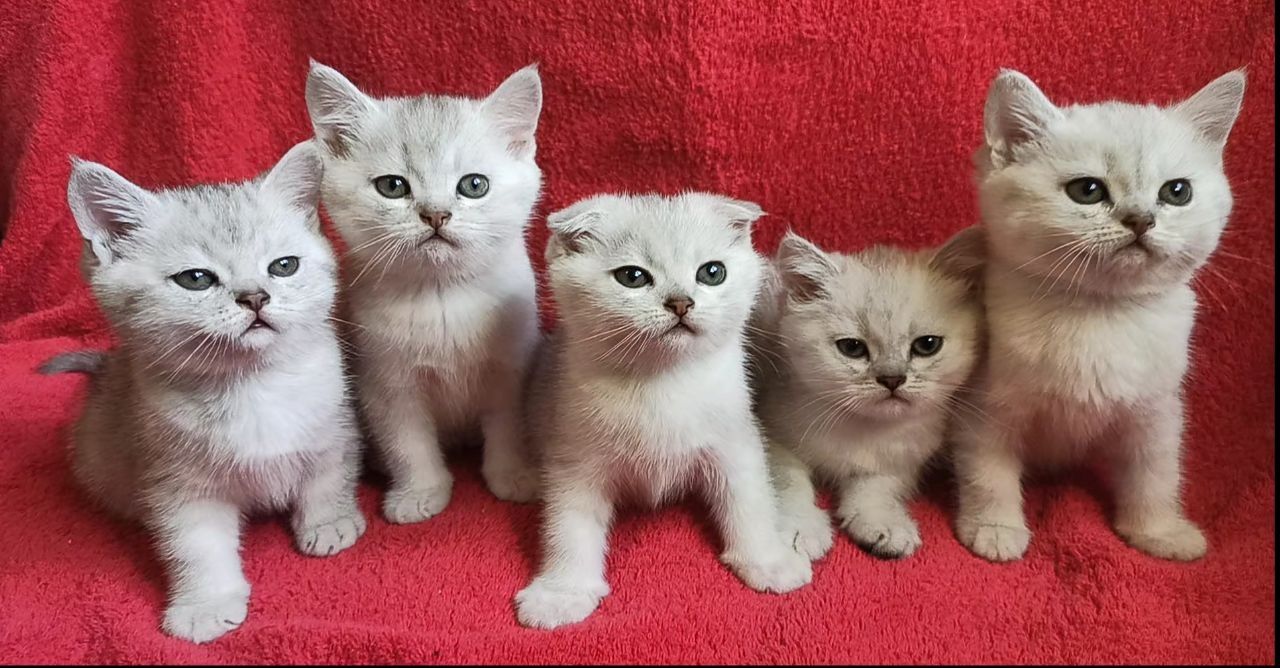 Шикарные котята шиншиллы