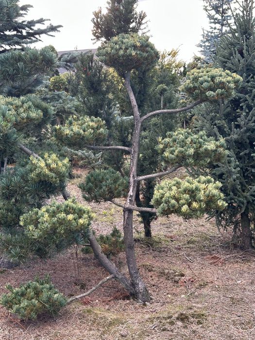 Bonsai sosna wieloletnie okazy