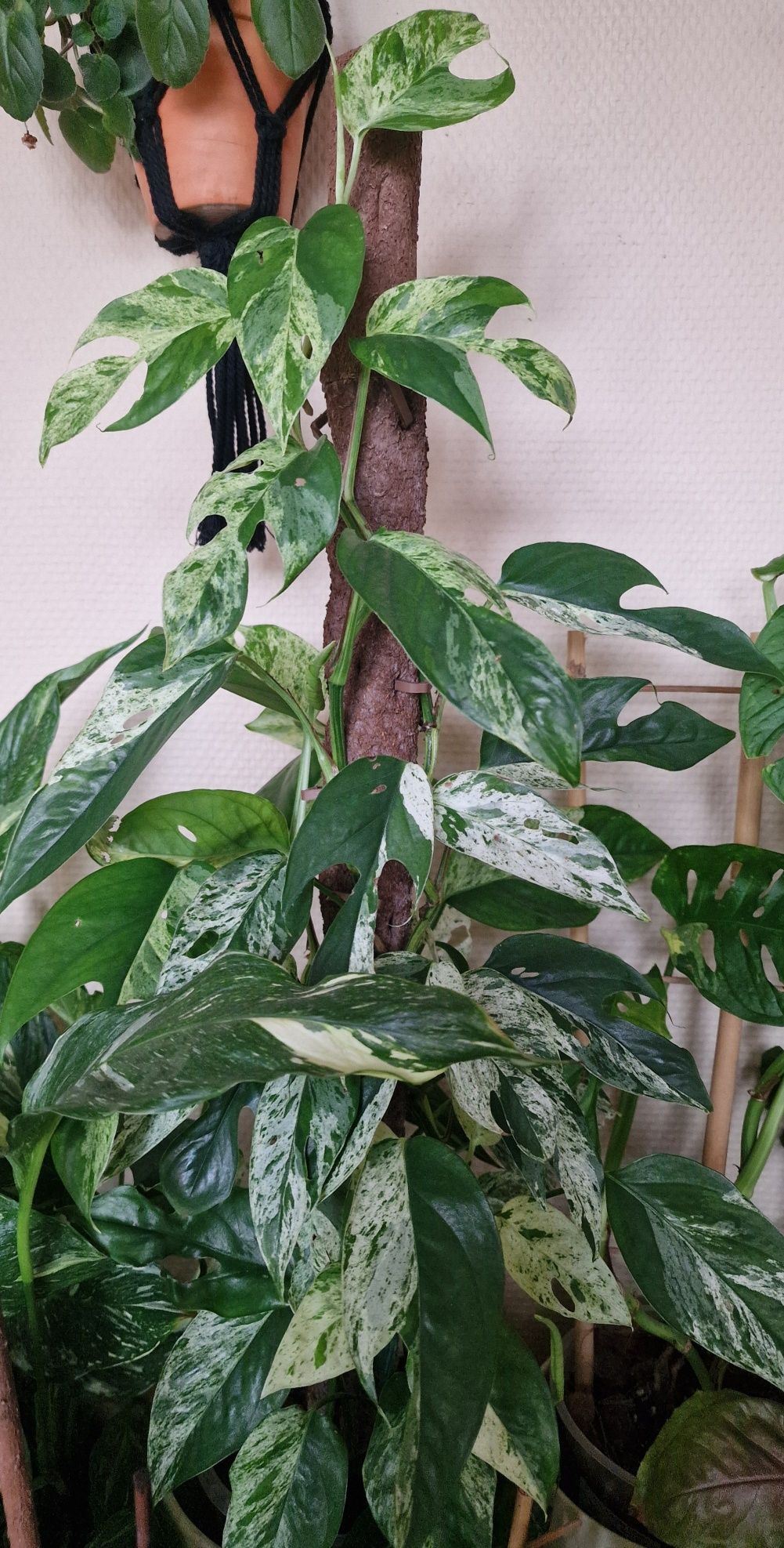 Epipremnum pinnatum Marble