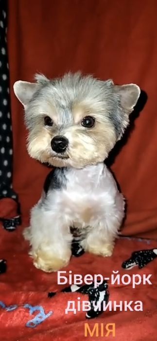 Бівер-йорк. Мікро-дівчинка.