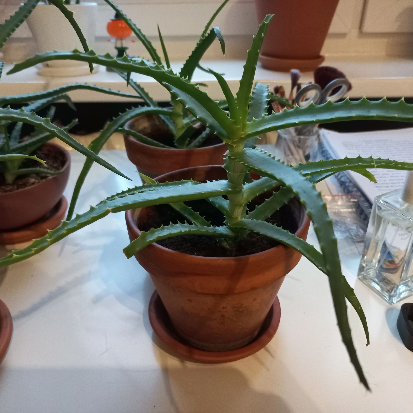 Aloes leczniczy aloes