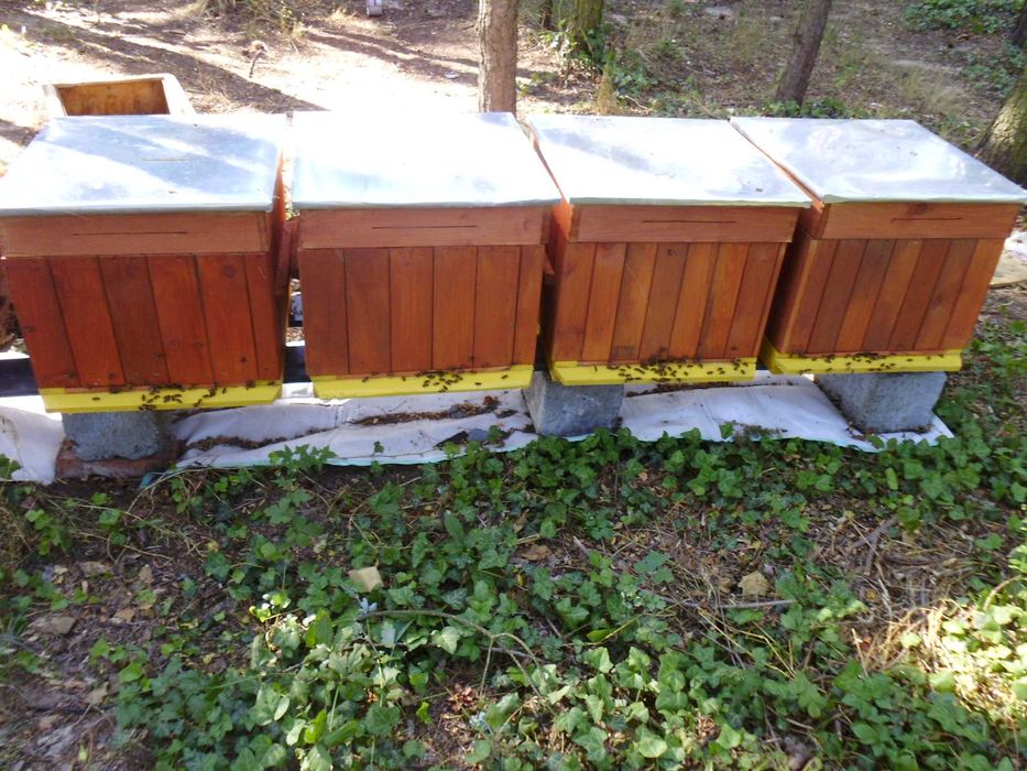 PRZEZIMOWANE ule wielkopolski miód pasieka rodziny odkłady pszczoły ul